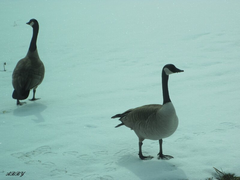 Two Geese in Snow — White, Calm