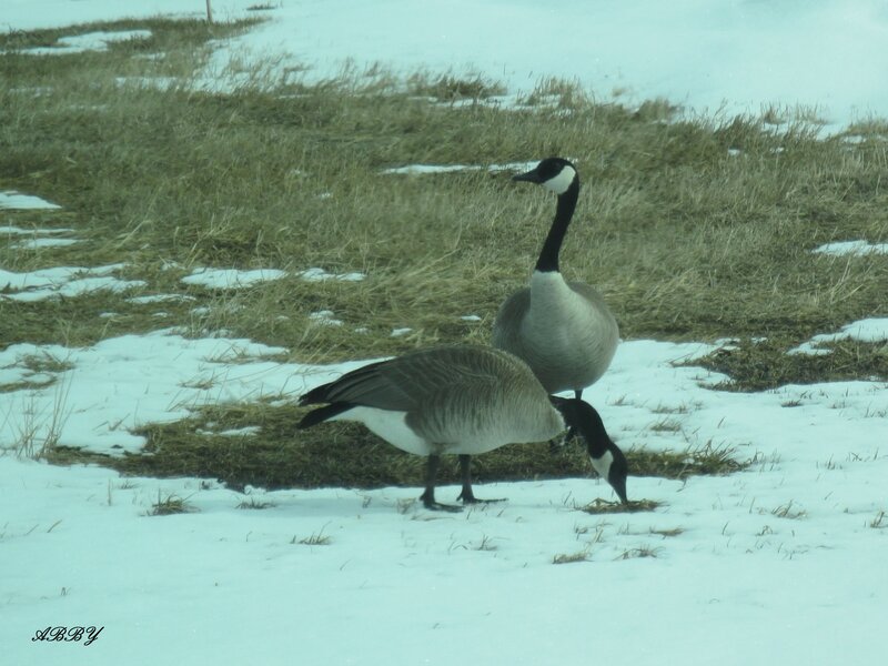 Two Geese in Snow — White, Calm, Winter, Photograph, Grass, Birds