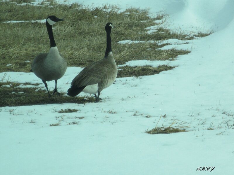 Two Geese in Snow — White, Calm, Winter, Photograph, Grass