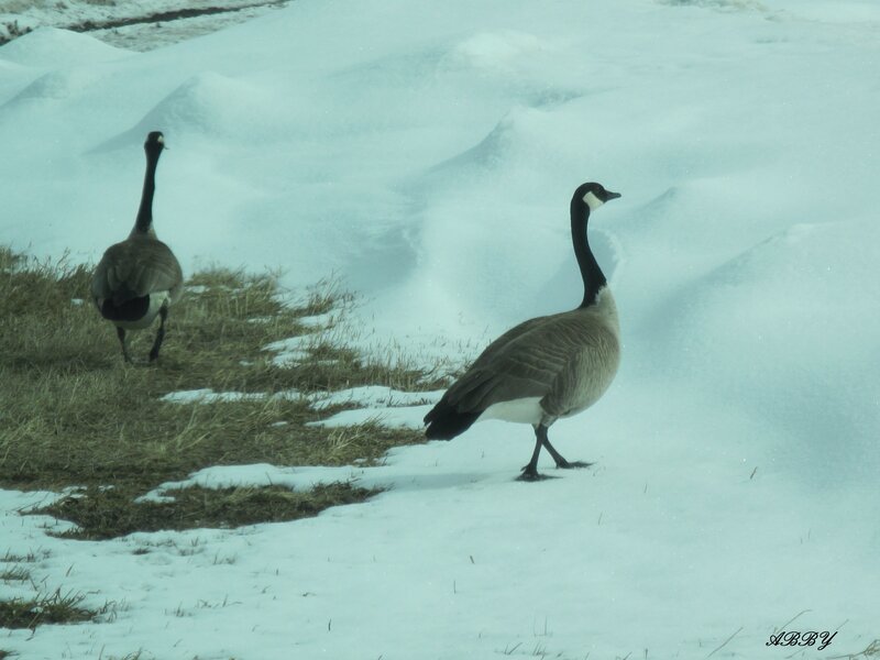 Two Geese in Snow — White, Calm, Winter, Photograph