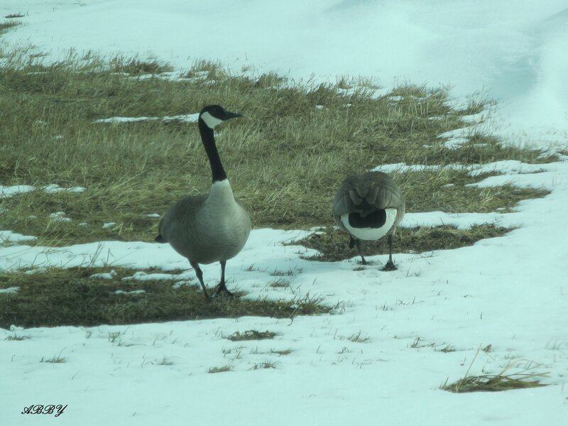 Two Geese in Snow — White, Calm, Winter
