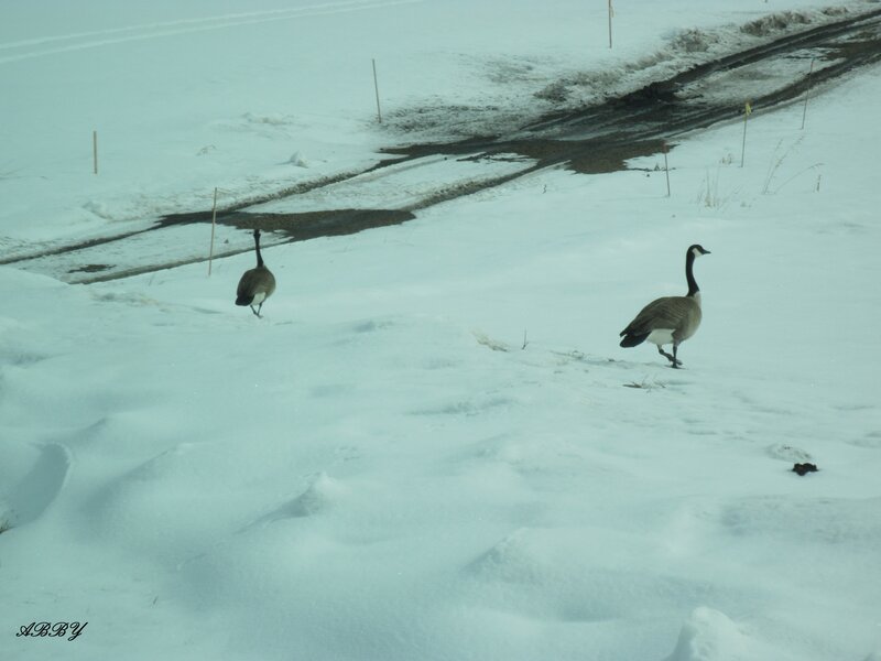 Two Geese in Snow — White, Cold