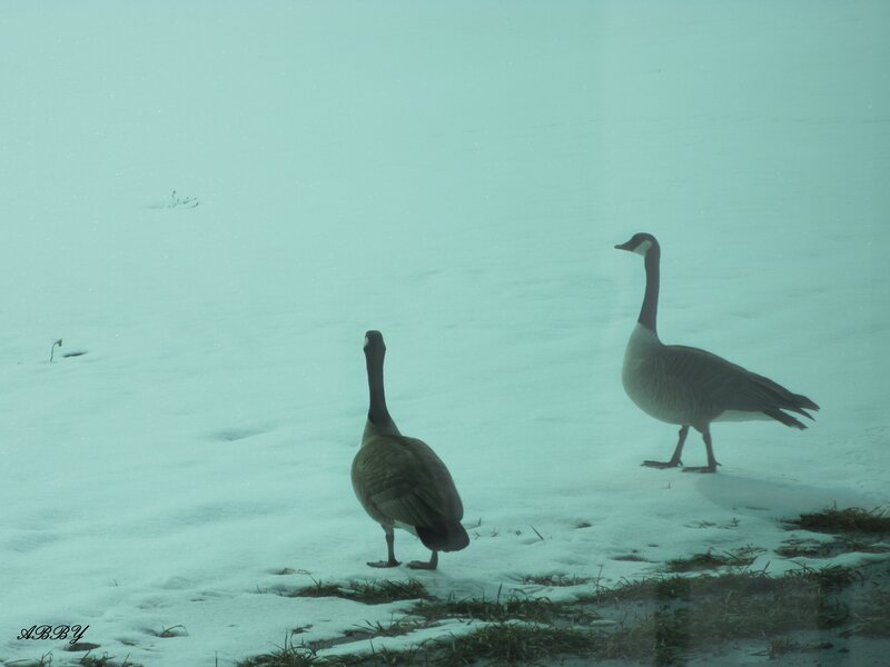 Two Geese in Snow — White, Cold, Winter