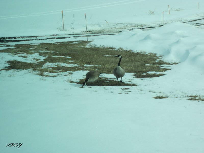 Two Geese in Snow — White