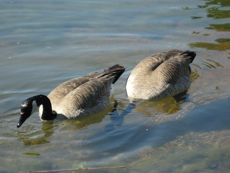 Two Geese in Water — Blue