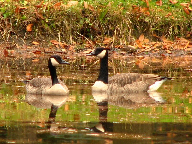 Two Geese in Water