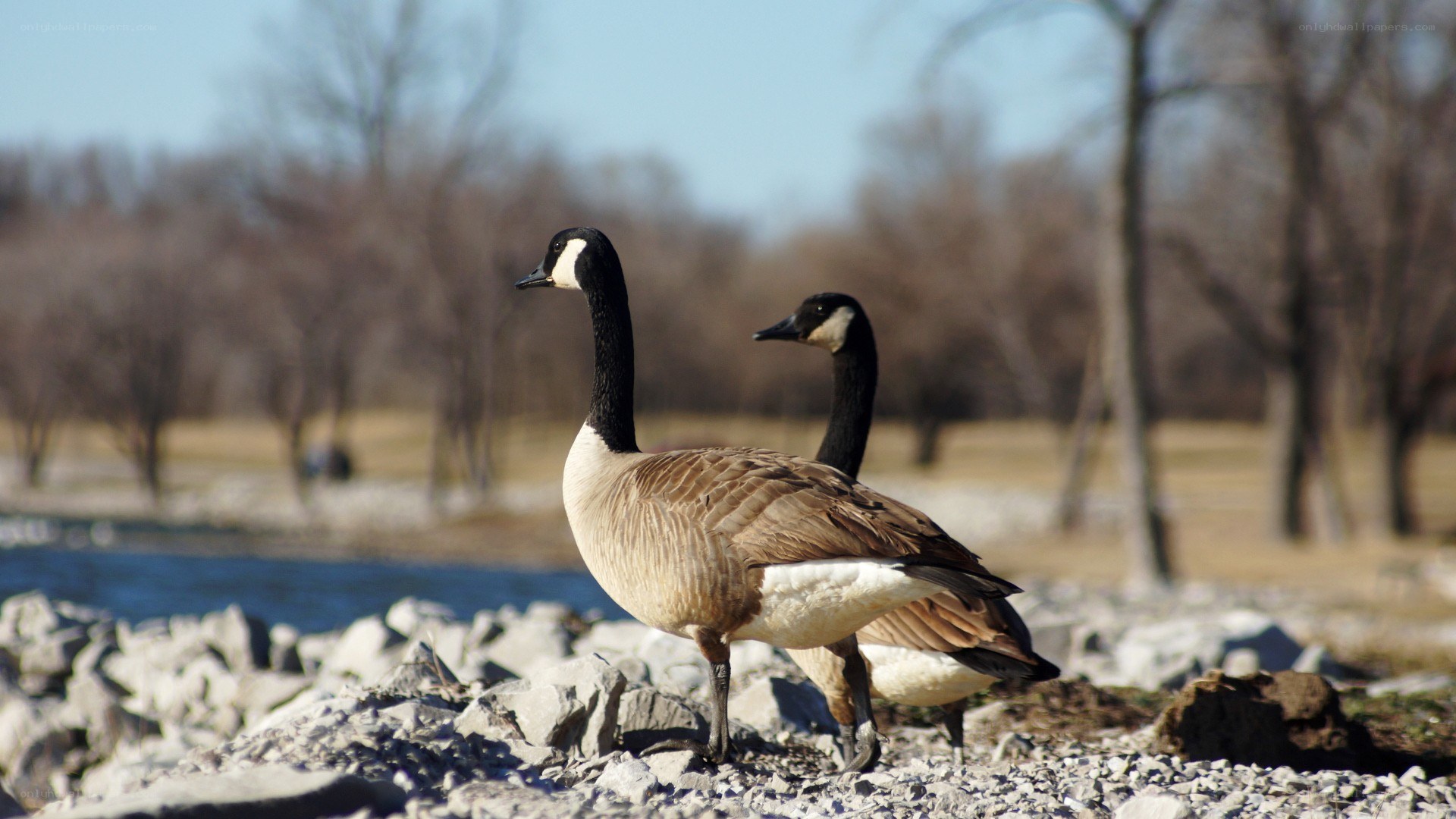 Two geese on a rocky shore