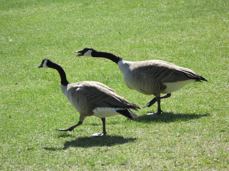 Two Geese on Grass — Green, Calm, Afternoon