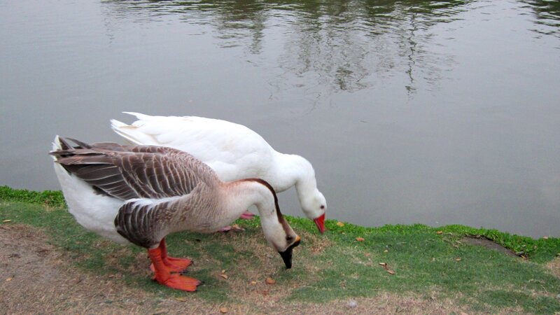 Two Geese on Grass — Green, Calm