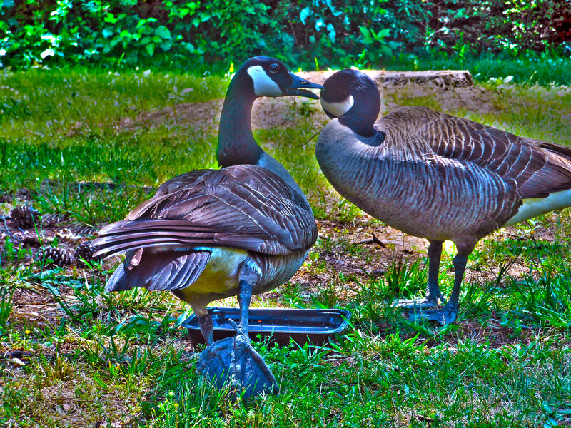 Two Geese on Grass — Green, Natural, Afternoon