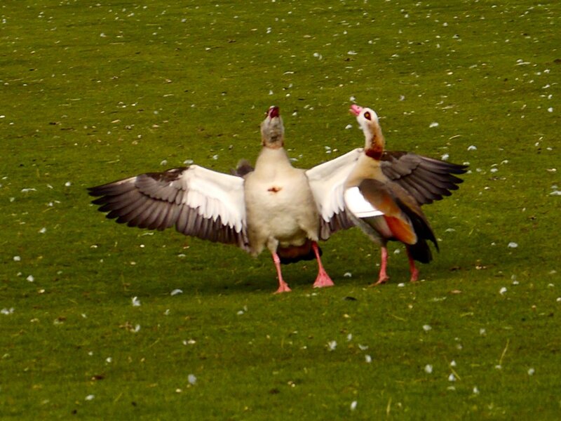 Two Geese on Grass — Green, Natural