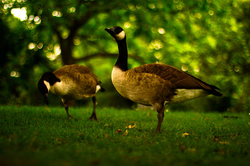 Two Geese on Grass — Green