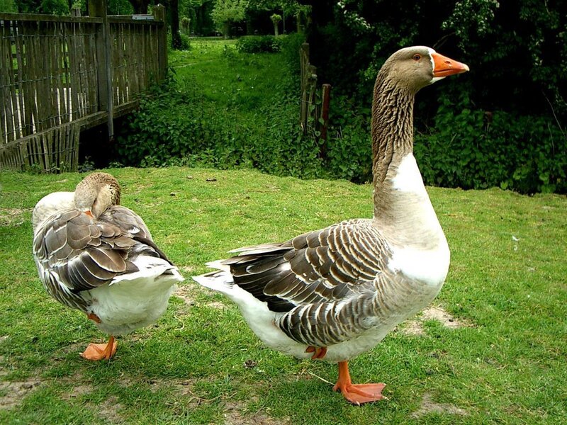 Two Geese on Grass