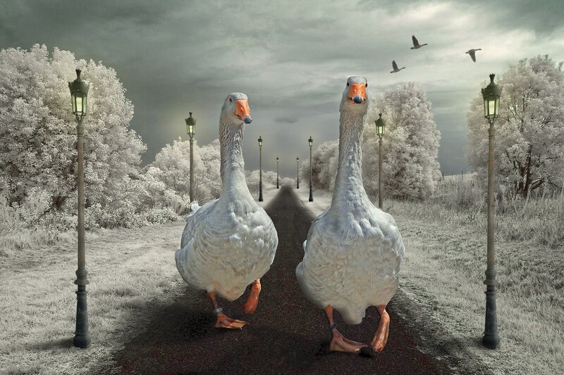 Two Geese on Path
