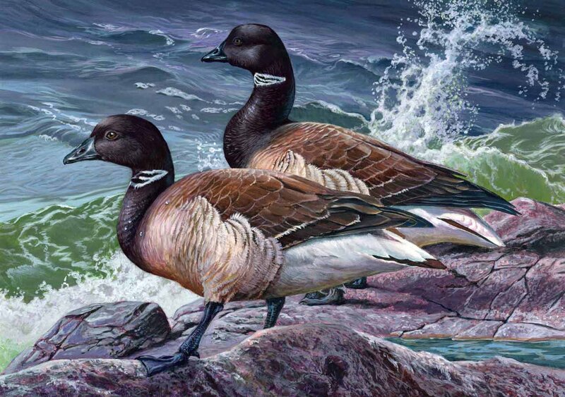 Two Geese on Rocks