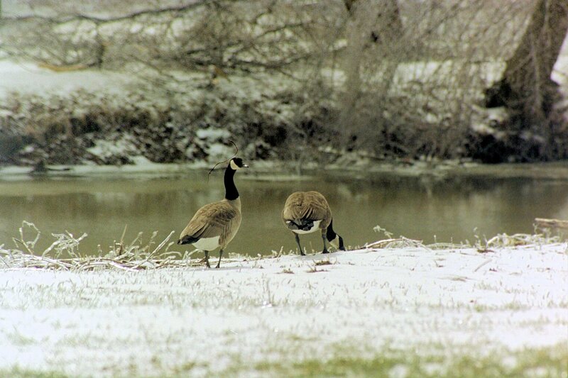 Two Geese on Snow