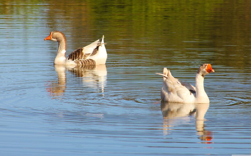 Two Geese on Water — Blue