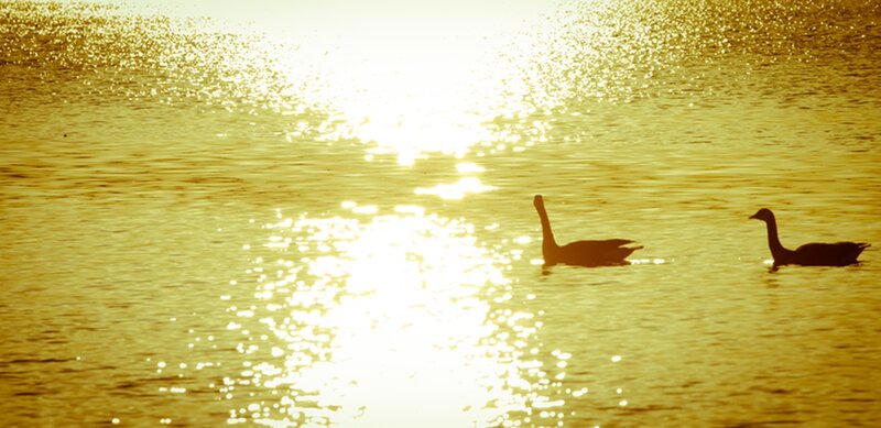 Two Geese on Water — Gold