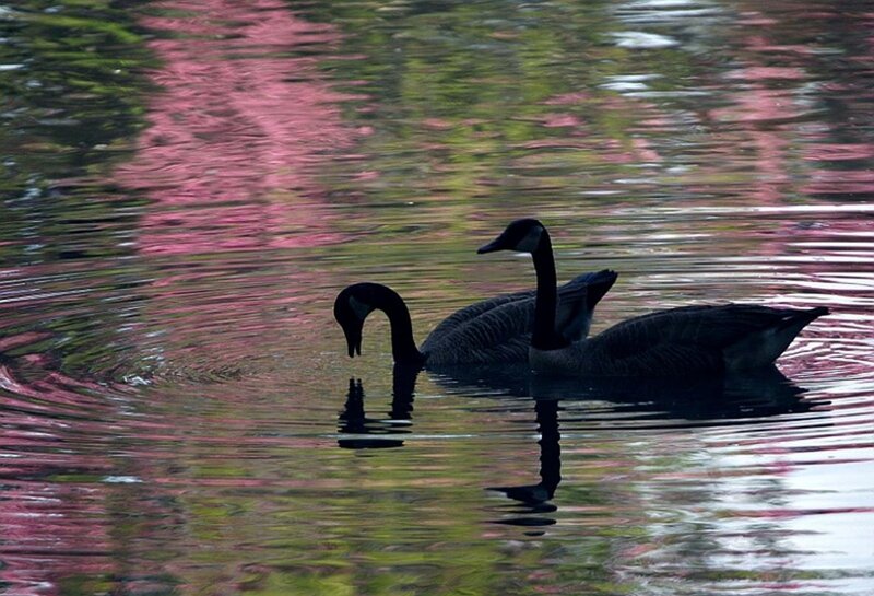 Two Geese on Water