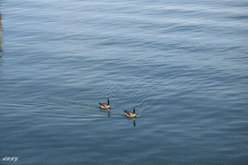 Two Geese Swimming — Blue, Calm