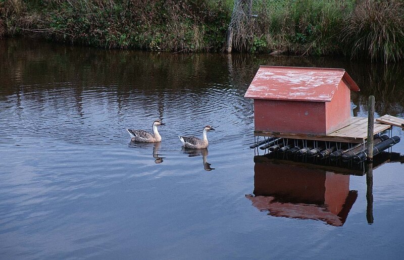 Two Geese Swimming — Blue