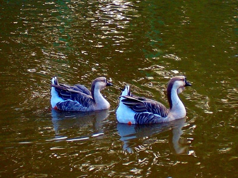 Two Geese Swimming — Brown, Calm