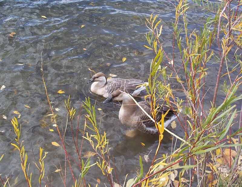 Two Geese Swimming — Brown