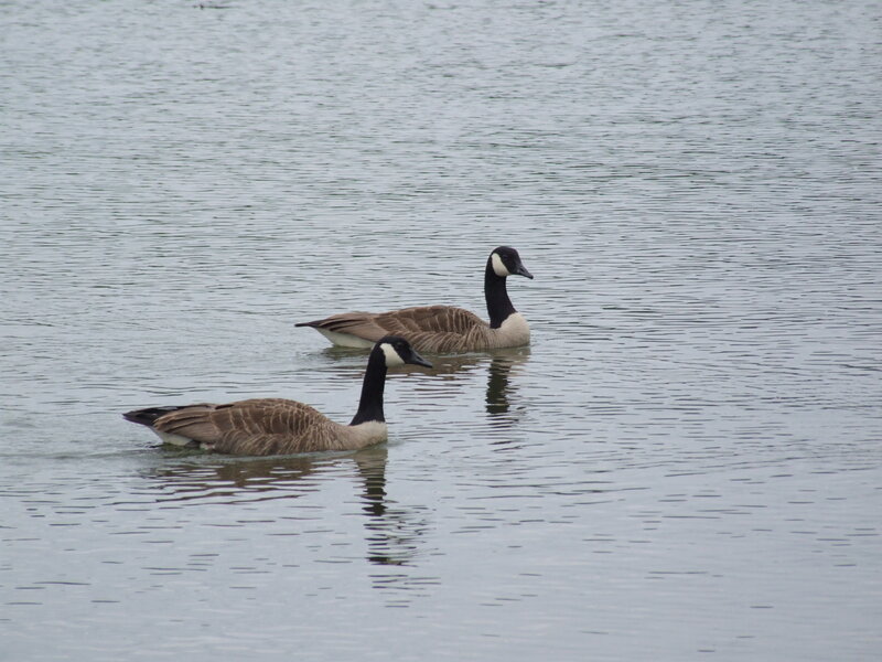 Two Geese Swimming — Gray