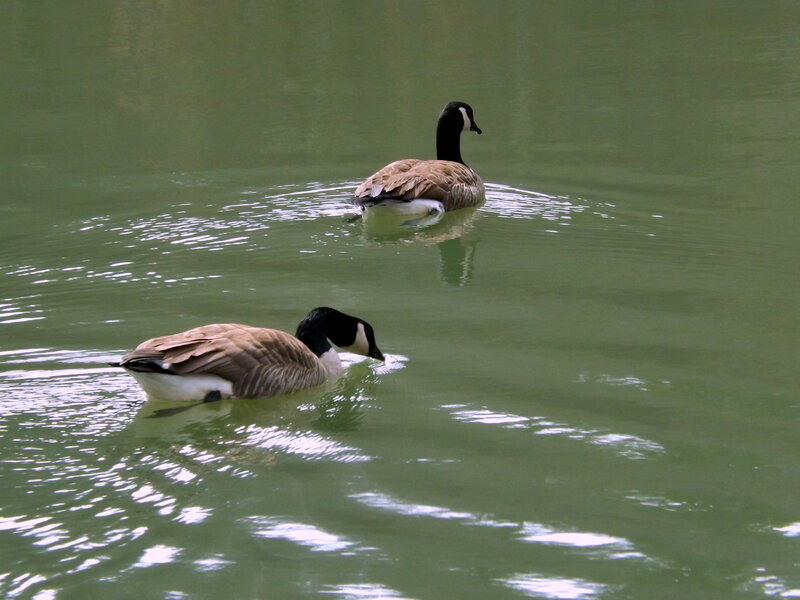 Two Geese Swimming — Green, Calm