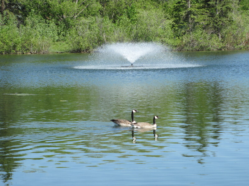Two Geese Swimming — Green