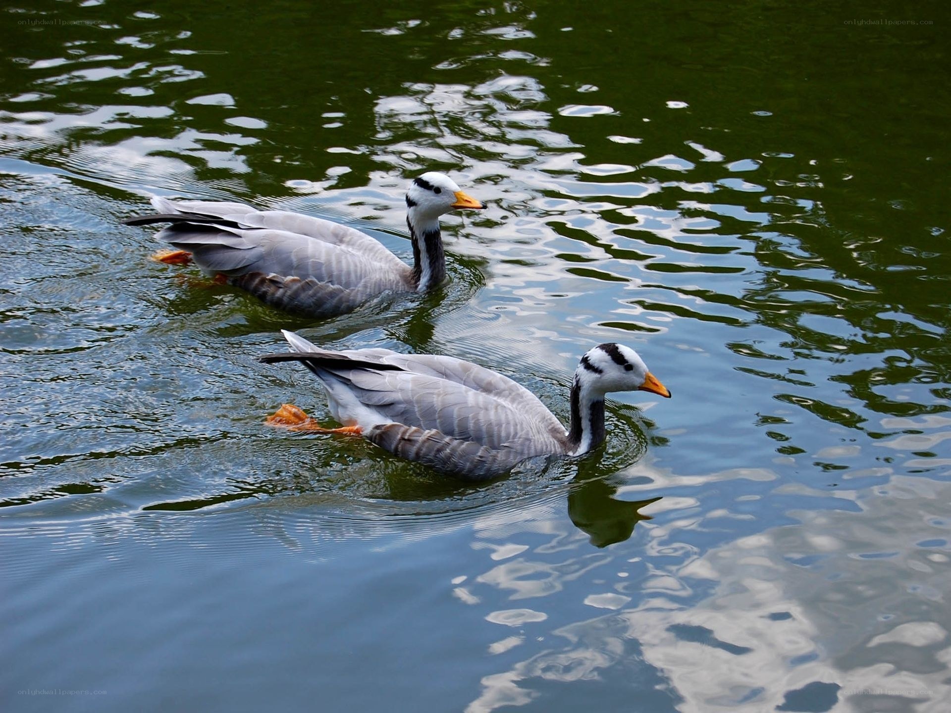 Two geese swimming in a pond