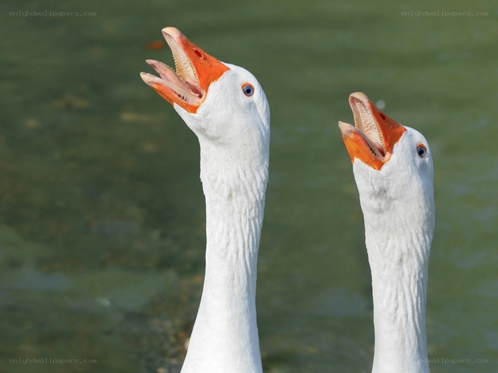 two geese with open beaks