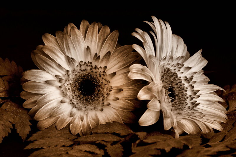 Two Gerbera Daisies — Brown