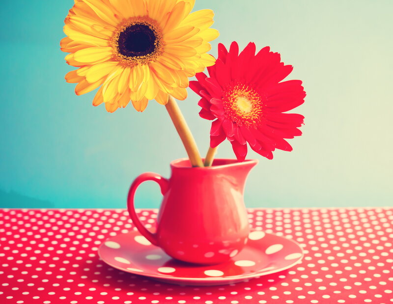 Two Gerbera Daisies in Pitcher