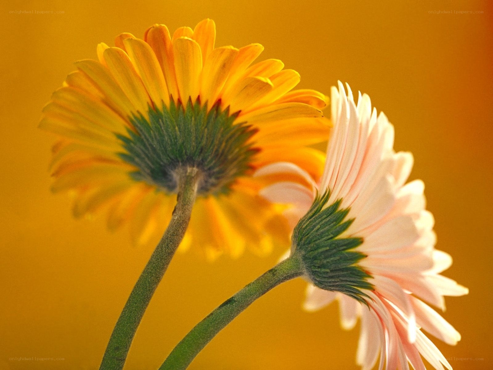 Two Gerbera Daisies in Sunlight