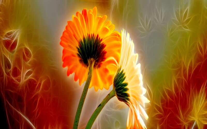 Two Gerbera Daisies — Orange