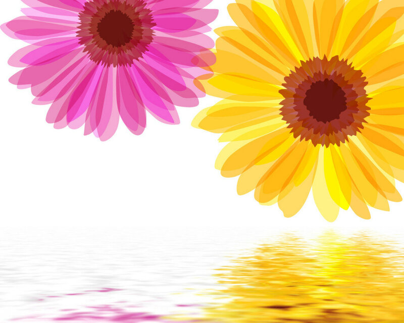 Two Gerbera Daisies — Pink, Calm