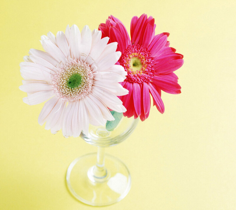 Two Gerbera Daisies — Pink