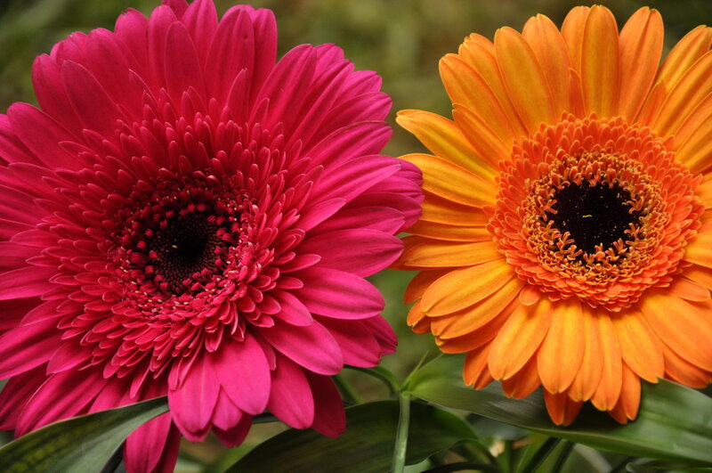 Two Gerbera Daisies — Pink, Vibrant