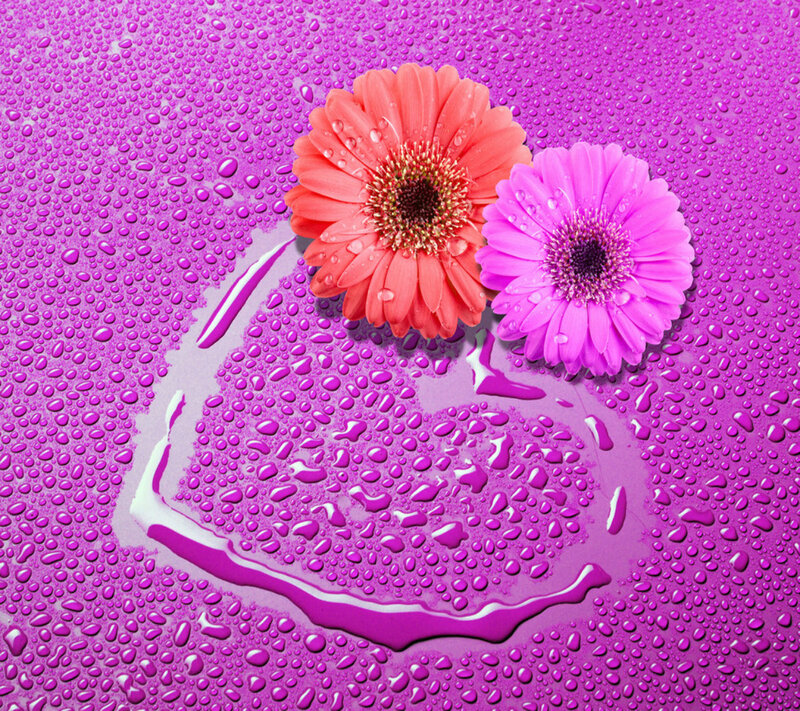 Two Gerbera Daisies — Purple, Vibrant