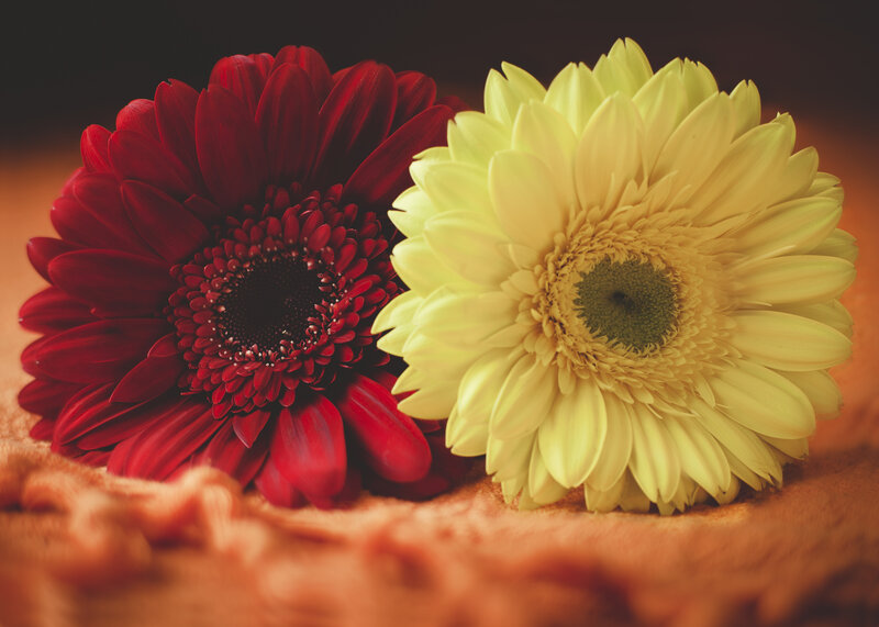 Two Gerbera Daisies — Red, Calm