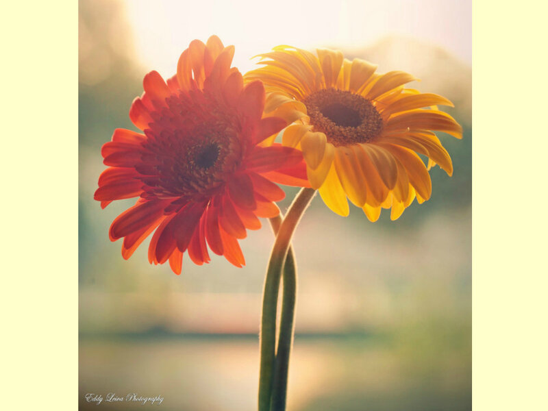 Two Gerbera Daisies — Red, Serene, Sunset