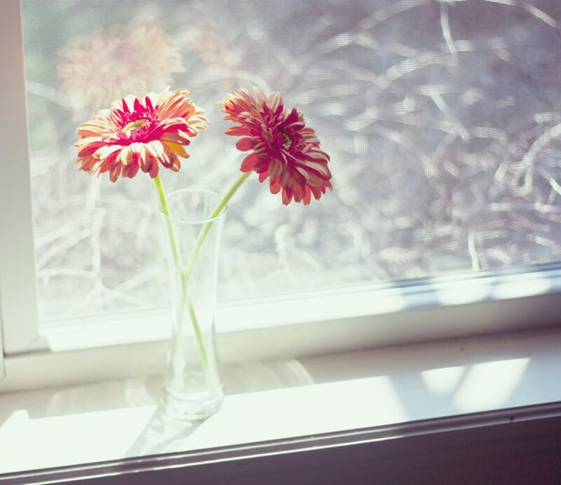 Two Gerbera Daisies — Red, Serene