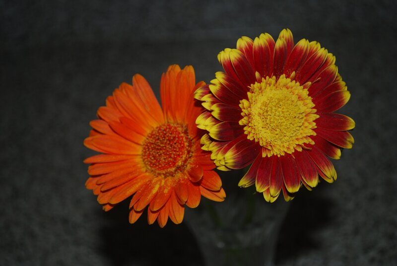 Two Gerbera Daisies — Red