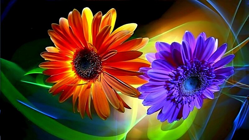 Two Gerbera Daisies — Red, Vibrant, Digital Art