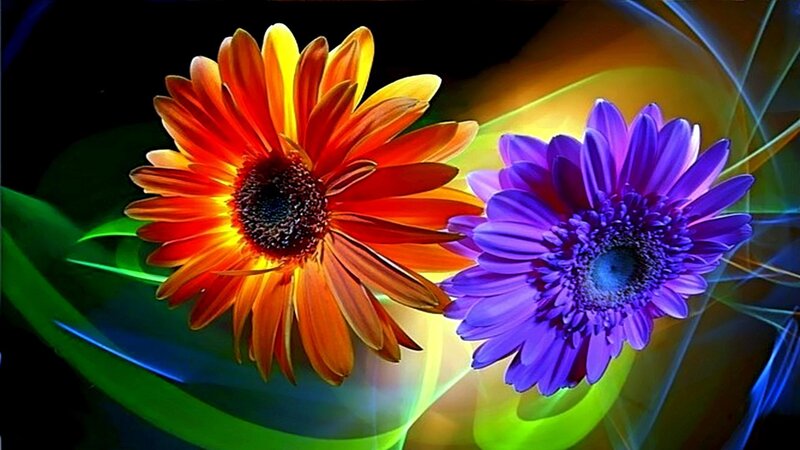 Two Gerbera Daisies — Red, Vibrant