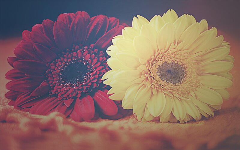 Two gerbera daisies side by side