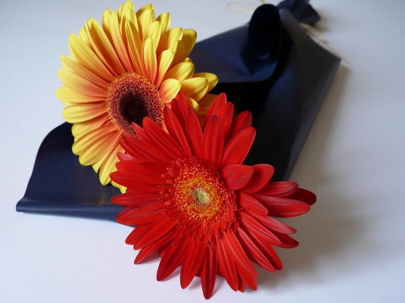 Two Gerbera Daisies