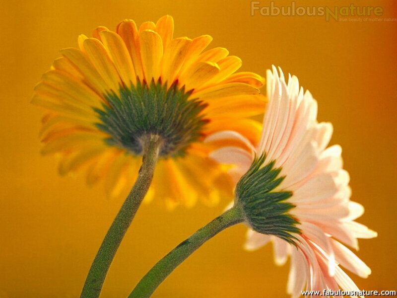 Two Gerbera Daisies — Yellow