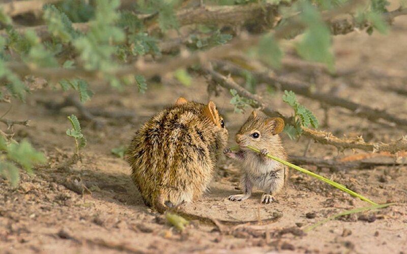 Two Gerbils Interacting